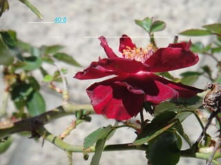 以赛亚书 40:8 草必枯干，花必凋残，惟有我们神的话，必永远立定。