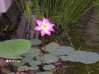 雅各书 1:10  富 足 的 降 卑 ， 也 该 如 此 。 因 为 他 必 要 过 去 ， 如 同 草 上 的 花 一 样 。 