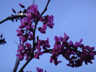 诗篇103:15  至 于 世 人 ， 他 的 年 日 如 草 一 样 。 他 发 旺 如 野 地 的 花 。 