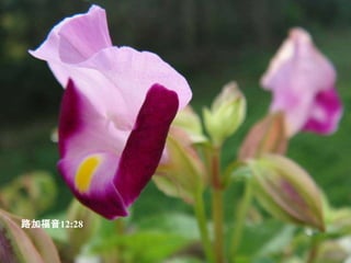 路加福音12:28  你 们 这 小 信 的 人 哪 ， 野 地 里 的 草 ， 今 天 还 在 ， 明 天 就 丢 在 炉 里 ， 神 还 给 它 这 样 的 妆 饰 ， 何 况 你 们 呢 。 