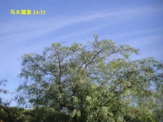 马太福音 24:32  你 们 可 以 从 无 花 果 树 学 个 比 方 。 当 树 枝 发 嫩 长 叶 的 时 候 ， 你 们 就 知 道 夏 天 近 了 。