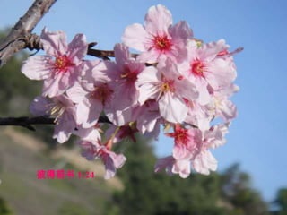 彼得前书 1:24  因 为 凡 有 血 气 的 ， 尽 都 如 草 ， 他 的 美 荣 ， 都 像 草 上 的 花 。 草 必 枯 干 ， 花 必 凋 谢 。 