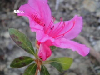 雅歌6:3 我 属 我 的 良 人 ， 我 的 良 人 也 属 我 。 他 在 百 合 花 中 牧 放 群 羊 。 