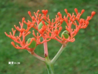 箴言11:30  义 人 所 结 的 果 子 ， 就 是 生 命 树 。 有 智 慧 的 必 能 得 人 。 