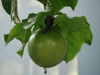 加拉太书 5:22圣灵所结的果子，就是仁爱，喜乐，和平，忍耐，恩慈，良善，信实 