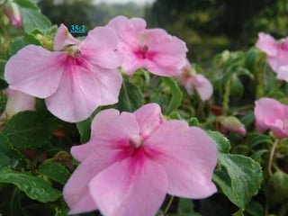 以赛亚书 35:2 必开花繁盛，乐上加乐，而且欢呼。利巴嫩的荣耀，并迦密与沙仑的华美，必赐给他。人必看见耶和华的荣耀，我们神的华美。 