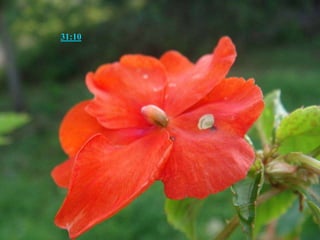 箴言 31:10 才德的妇人，谁能得着呢？她的价值远胜过珍珠。 