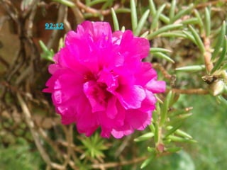 诗篇 92:12 义人要发旺如棕树，生长如利巴嫩的香柏树。 诗篇 92:12 义人要发旺如棕树，生长如利巴嫩的香柏树。 