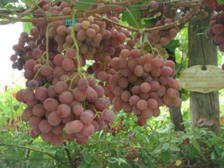 约翰福音 15:5 我是葡萄树，你们是枝子。常在我里面的，我也常在他里面，这人就多结果子。因为离了我，你们就不能作什么。 