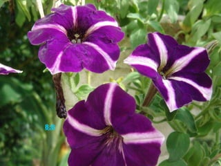 路加福音 8:8 又有落在好土里的，生长起来，结实百倍。耶稣说了这些话，就大声说，有耳可听的，就应当听。