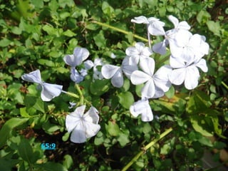 诗篇 65:9 你眷顾地，降下透雨，使地大得肥美。神的河满了水。你这样浇灌了地，好为人预备五谷。 