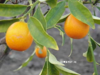 將 來 雅 各 要 扎 根 、 以 色 列 要 發 芽 開 花 ． 他 們 的 果 實 、 必 充 滿 世 界 。(以赛亚书27 : 6)