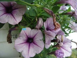 哥林多前书 3:6 我栽种了，亚波罗浇灌了。惟有神叫他生长。 