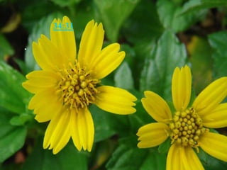 以西结书 34:31 你们作我的羊，我草场上的羊，乃是以色列人，我也是你们的神.这是主耶和华说的。 