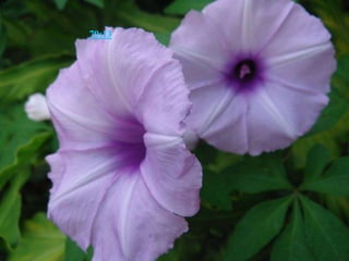 诗篇79:13 这样，你的民，你草场的羊，要称谢你，直到永远。要述说赞美你的话，直到万代。