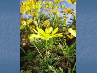 然而我告诉你们，就是所罗门极荣华的时候，马太6:29他所穿戴的还不如这花一朵呢！