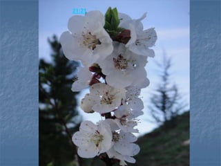 马太福音21:21 耶稣回答说，我实在告诉你们，你们若有信心，不疑惑，不但能行无花果树上所行的事，就是对这座山说，你挪开此地，投在海里，也必成就。 