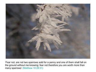 ‘Fear not; are not two sparrows sold for a penny and one of them shall fall on the ground without me knowing; fear not therefore you are worth more than many sparrows’  (Matthew 10:29:31) 