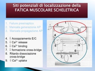 Fatica esercizio fisico e acido lattico nuovi scenari | PDF