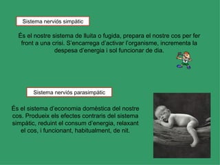 Sistema nerviós simpàtic

  És el nostre sistema de lluita o fugida, prepara el nostre cos per fer
   front a una crisi. S’encarrega d’activar l’organisme, incrementa la
                despesa d’energia i sol funcionar de dia.




        Sistema nerviós parasimpàtic

És el sistema d’economia domèstica del nostre
cos. Produeix els efectes contraris del sistema
simpàtic, reduint el consum d’energia, relaxant
   el cos, i funcionant, habitualment, de nit.
 