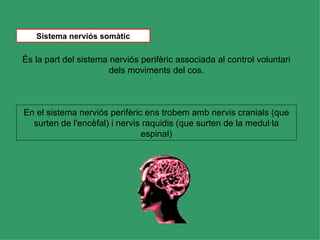 Sistema nerviós somàtic

És la part del sistema nerviós perifèric associada al control voluntari
                       dels moviments del cos.



En el sistema nerviós perifèric ens trobem amb nervis cranials (que
  surten de l'encèfal) i nervis raquidis (que surten de la medul·la
                               espinal)
 