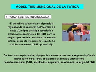 MODEL TRIDIMENSIONAL DE LA FATIGA


 1- FATIGA CENTRAL I NEUROLÒGICA

    -El cervell es converteix en el principal
   regulador de la intensitat de l’exercici. Es
     tracta d’un tipus de fatiga associada a
   alteracions específiques del SNC, com la
  desgana per produir i mantenir un adequat
   estímul sobre els músculs (tot i que hi ha
     suficients reserves d’ATP (protecció)).



Cal tenir en compte, també, el paper dels neurotransmissors. Algunes hipòtesis
          (Newsholme y col. 1994) estableixen una relació directa entre
neurotransmissors (5-HT, acetilcolina, dopamina, serotonina) i la fatiga del SNC
 