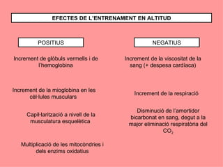 EFECTES DE L’ENTRENAMENT EN ALTITUD



          POSITIUS                                  NEGATIUS

Increment de glòbuls vermells i de       Increment de la viscositat de la
         l’hemoglobina                     sang (+ despesa cardíaca)



Increment de la mioglobina en les
                                             Increment de la respiració
      cèl·lules musculars

                                             Disminució de l’amortidor
     Capil·larització a nivell de la      bicarbonat en sang, degut a la
      musculatura esquelètica             major eliminació respiratòria del
                                                       CO2

   Multiplicació de les mitocòndries i
         dels enzims oxidatius
 