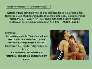 Neurotransmissor? Neurotransmissor?

  Quan l’impuls nerviós arriba al final de l’axó, ha de saltar cap a les
dendrites d’una altra neurona, doncs existeix una espai entre neurones
    anomenat ESPAI SINÀPTIC. Aquest salt es fa gràcies a unes
   molècules químiques anomenades NEUROTRANSMISSORS.



Exemples:
-Concentració de 5-HT en el cervell pot
   afectar a la funció del SNC durant
  l’exercici de llarga durada (Wilson i
Maughan, 1992) (fatiga i millor qualitat de
                  la son).
     -La dopamina, associada a la
 motivació, el plaer, i el comportament
                   motor
                      ...
 