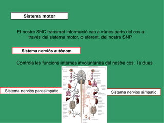 Sistema motor


      El nostre SNC transmet informació cap a vàries parts del cos a
           través del sistema motor, o eferent, del nostre SNP

        Sistema nerviós autònom

      Controla les funcions internes involuntàries del nostre cos. Té dues
                              divisions principals:



Sistema nerviós parasimpàtic                         Sistema nerviós simpàtic
 