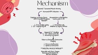 Comprehensive Overview of Skeletal Muscle Fatigue: Mechanisms, Causes ...