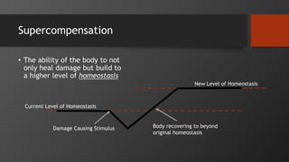Supercompensation
• The ability of the body to not
only heal damage but build to
a higher level of homeostasis
Current Level of Homeostasis
Damage Causing Stimulus Body recovering to beyond
original homeostasis
New Level of Homeostasis
 