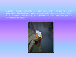 El patito se introdujo incrédulo en el agua transparente y lo que vio le dejo
maravillado. ¡Durante el largo invierno se había transformado en un precioso cisne!.
Aquel patito feo y desgarbado era ahora el cisne mas blanco y elegante de todos
cuantos había en el estanque .
 