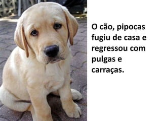 O cão, pipocas fugiu de casa e regressou com pulgas e carraças.