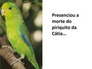 Presenciou a morte do piriquito da Cátia…