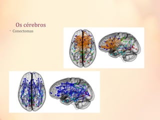 Os cérebros
• Conectomas
 