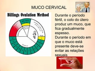 MUCO CERVICAL
Durante o período
fértil, o colo do útero
produz um muco, que
fica gradualmente
espesso.
Durante o período em
que o muco está
presente deve-se
evitar as relações
sexuais
 