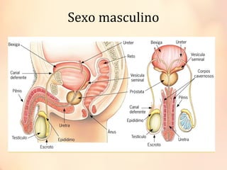 Sexo masculino
 