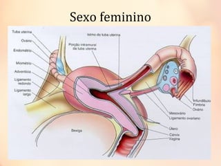 Sexo feminino
 