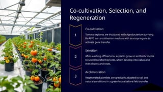 Developing Antifungal Resistance in Tomato Plants Using Rs-AFP2 Gene | PPTX