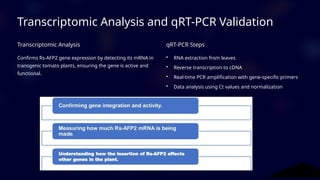 Developing Antifungal Resistance in Tomato Plants Using Rs-AFP2 Gene | PPTX