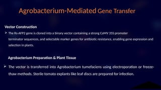 Developing Antifungal Resistance in Tomato Plants Using Rs-AFP2 Gene | PPTX