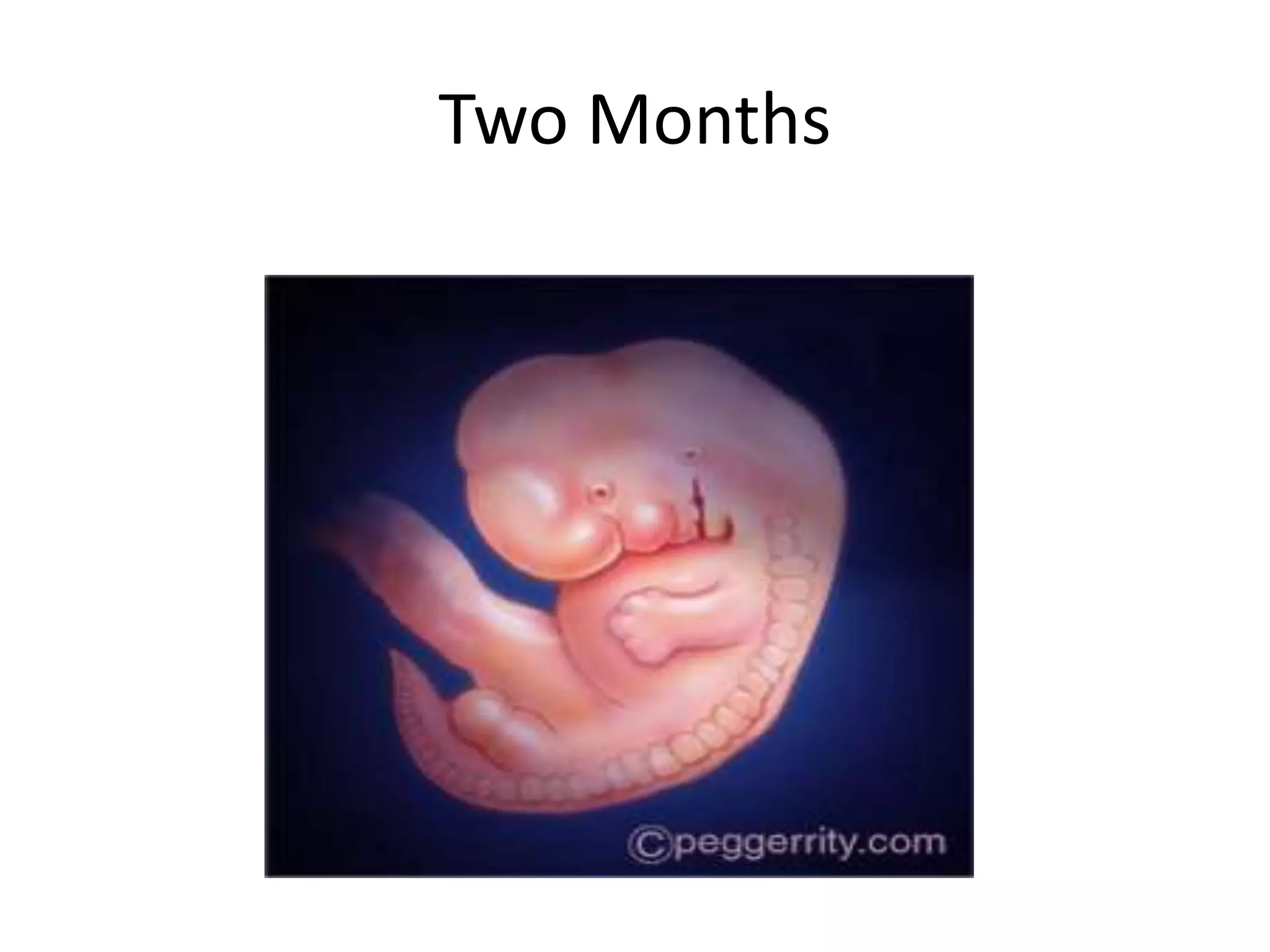 The First Trimester Of Pregnancy Quizlet - cd98bog
