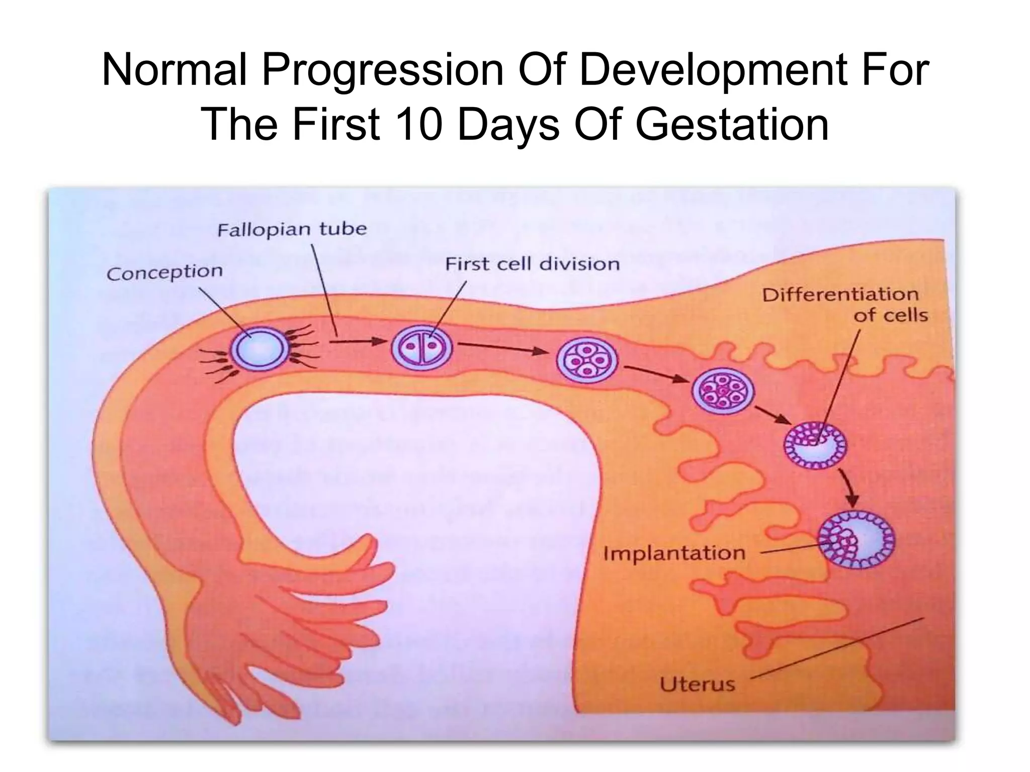 The First Trimester Of Pregnancy Quizlet - mvcp0im