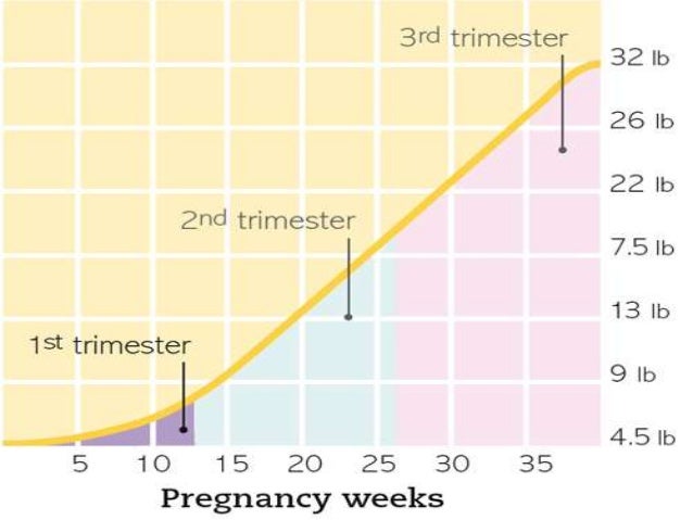 1st 2nd And 3rd Trimester Chart