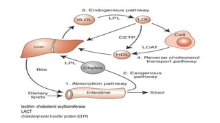Comprehensive Overview of Fat Metabolism Pathways and Lipoprotein ...