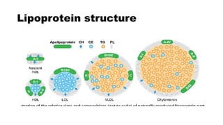 Comprehensive Overview of Fat Metabolism Pathways and Lipoprotein ...
