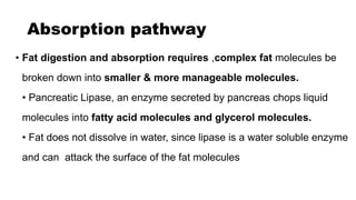 Comprehensive Overview of Fat Metabolism Pathways and Lipoprotein ...