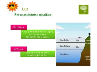 Luz
Em ecossistema aquático.
 
