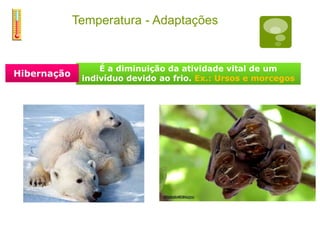 Temperatura - Adaptações
a
to
ais favoráveis à vida estão na
xa de 10 a 30°C
 