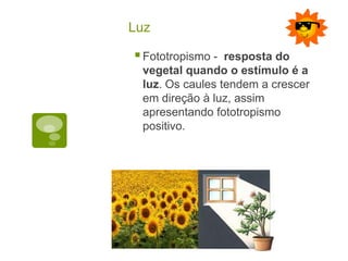 Luz
Fototropismo - resposta do
vegetal quando o estímulo é a
luz. Os caules tendem a crescer
em direção à luz, assim
apresentando fototropismo
positivo.
 